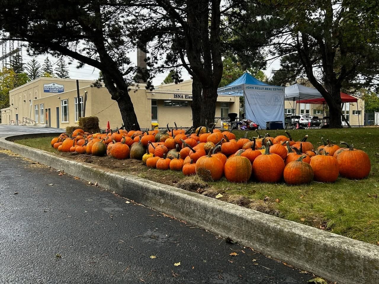 Pumpkins displayed at the Sherway community Pumpkin Giveaway